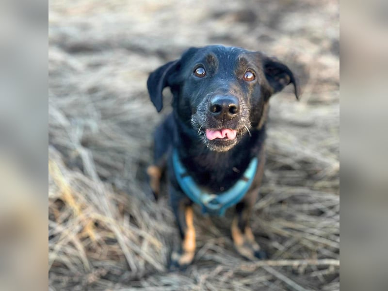 Tyson - umgänglicher Alltagsbegleiter Tyson - umgänglicher Alltagsbegleiter