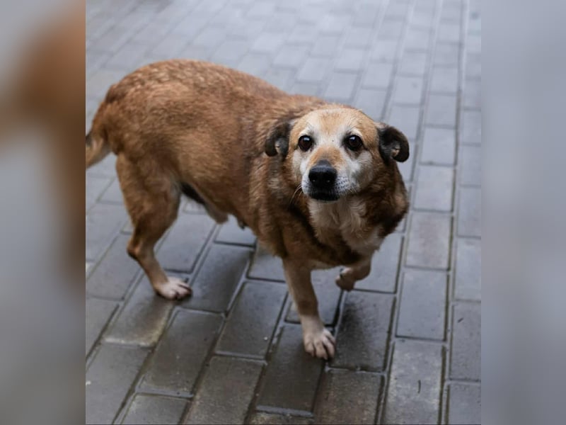 Otto - kleiner Charakterhund