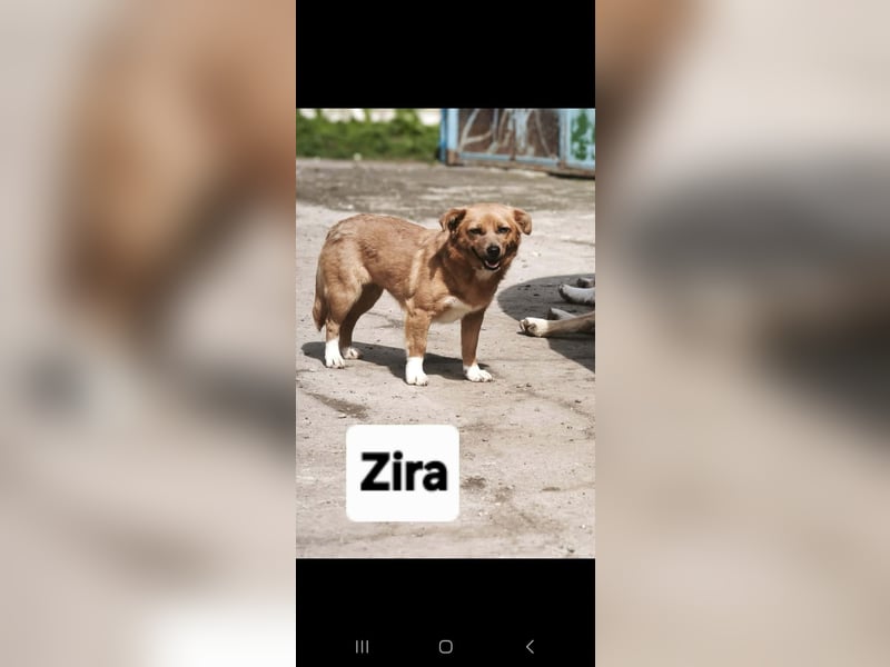 Zira - aus Mangalia