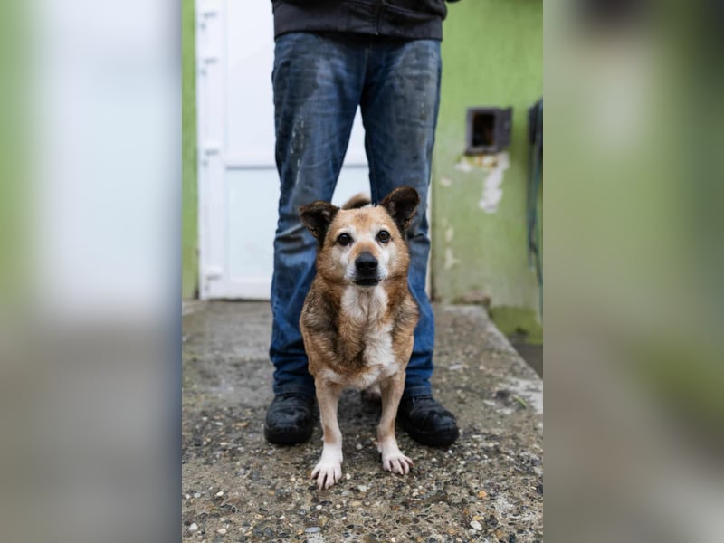 Otto - kleiner Charakterhund