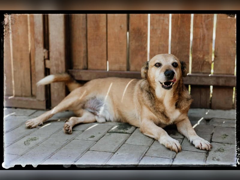 Otto - kleiner Charakterhund