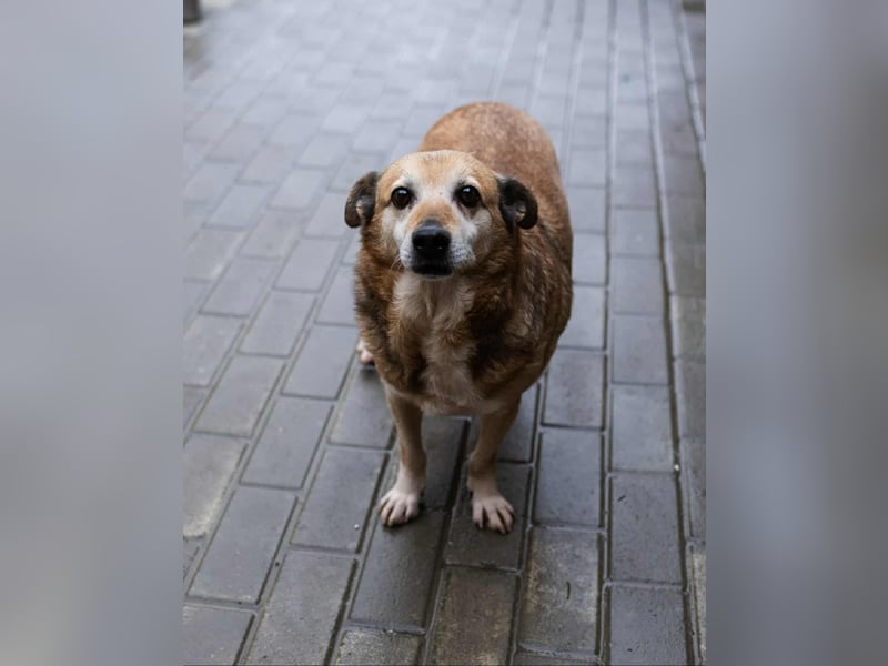 Otto - kleiner Charakterhund