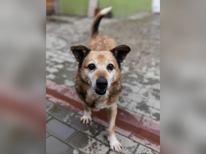 Otto - kleiner Charakterhund