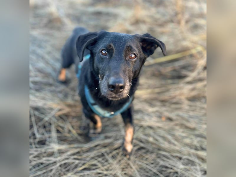 Tyson - umgänglicher Alltagsbegleiter Tyson - umgänglicher Alltagsbegleiter