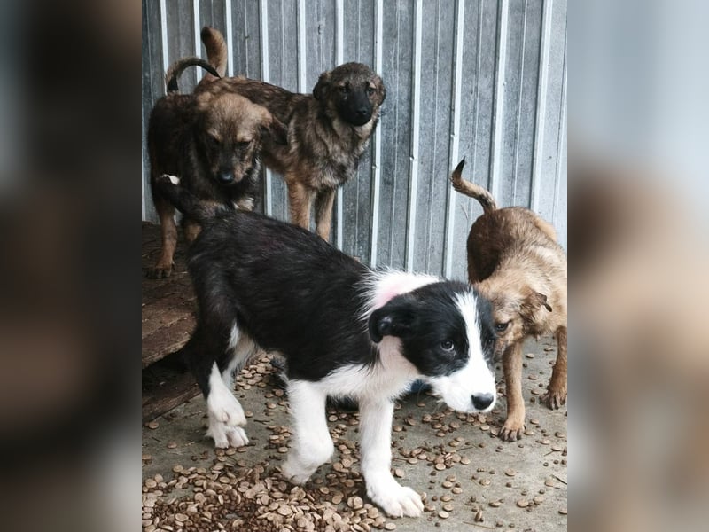 Buddy - sucht Nähe