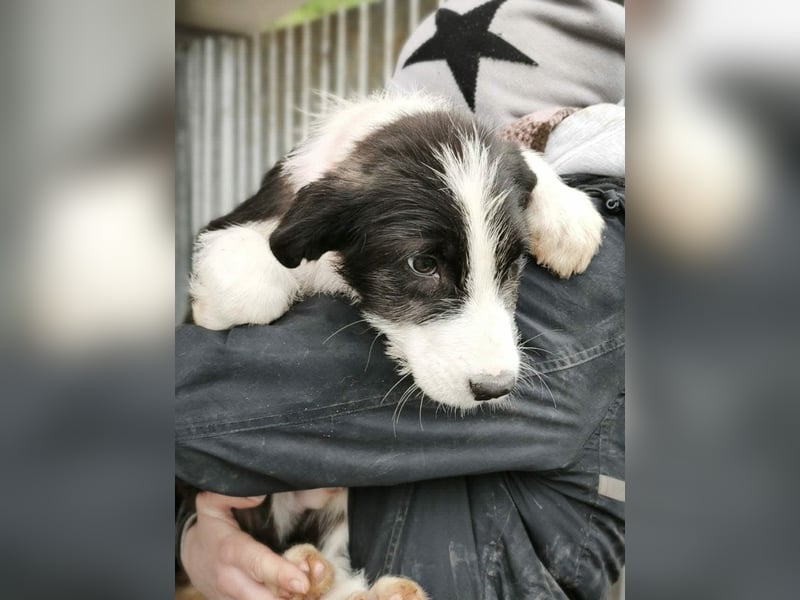 Buddy - sucht Nähe