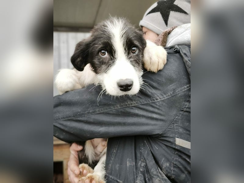 Buddy - sucht Nähe