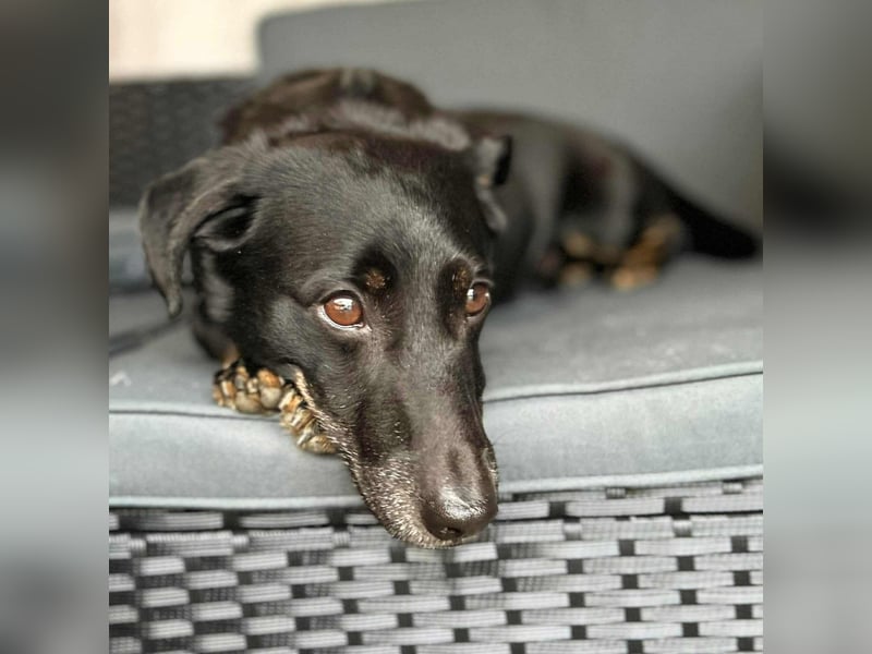 Tyson - umgänglicher Alltagsbegleiter Tyson - umgänglicher Alltagsbegleiter