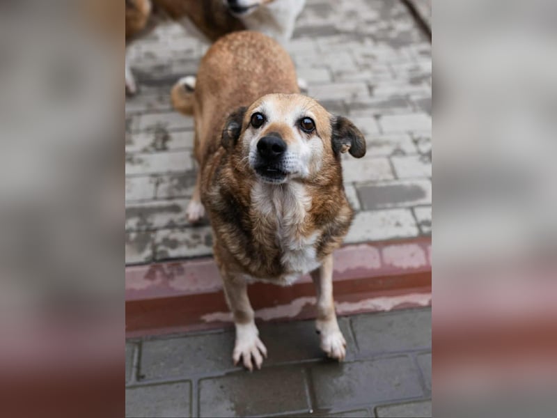 Otto - kleiner Charakterhund