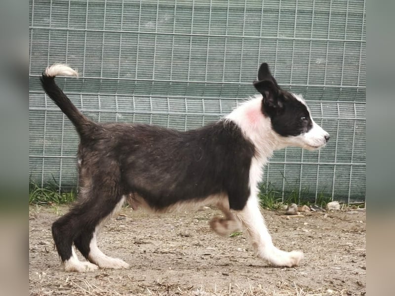 Buddy - sucht Nähe