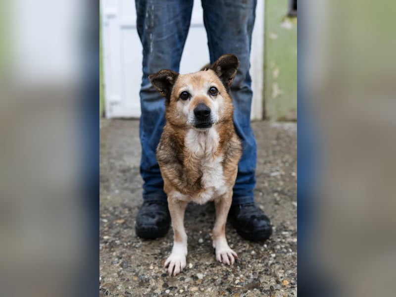 Otto - kleiner Charakterhund