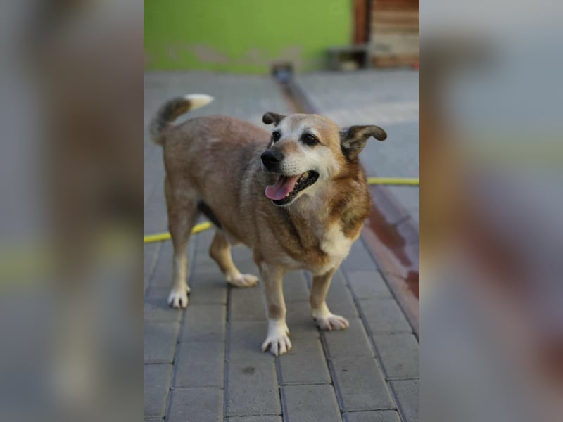 Otto - kleiner Charakterhund