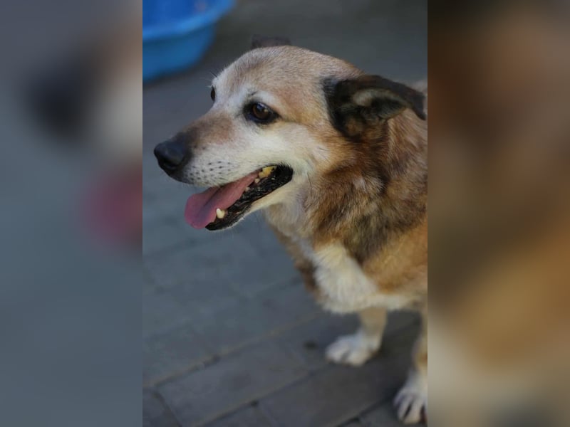 Otto - kleiner Charakterhund