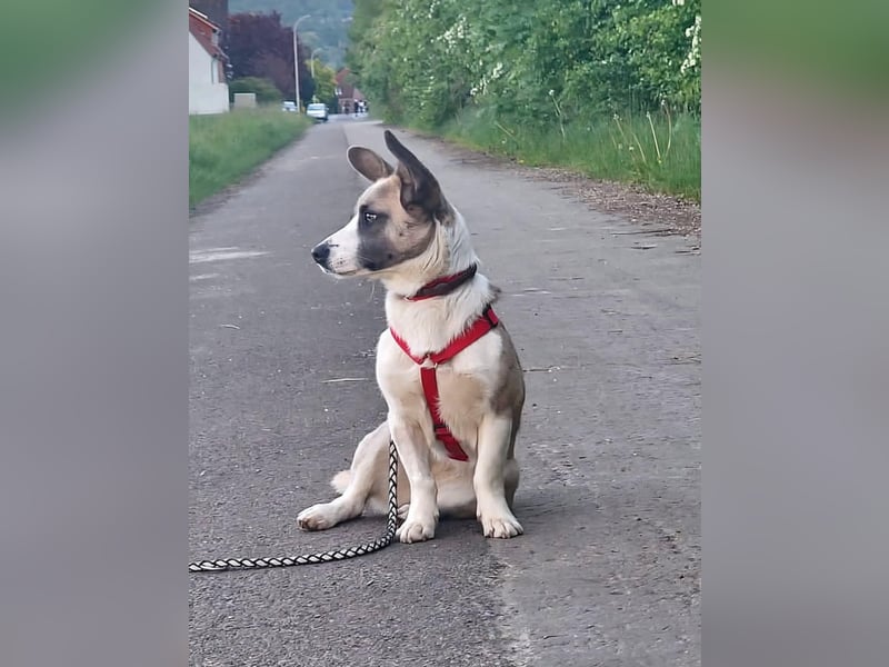 Praline - möchte endlich ankommen