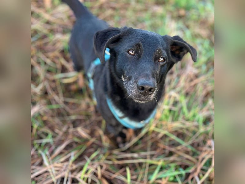 Tyson - umgänglicher Alltagsbegleiter Tyson - umgänglicher Alltagsbegleiter