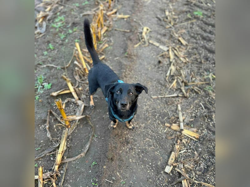 Tyson - umgänglicher Alltagsbegleiter Tyson - umgänglicher Alltagsbegleiter