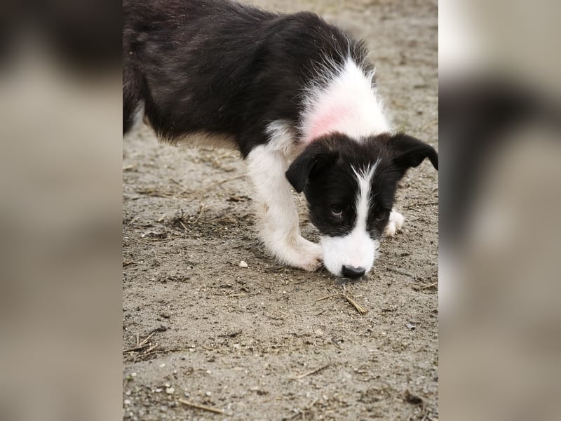 Buddy - sucht Nähe