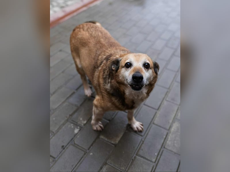 Otto - kleiner Charakterhund