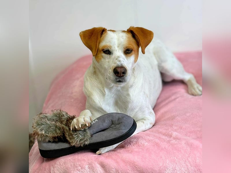 Levi - Little Mister Sunshine