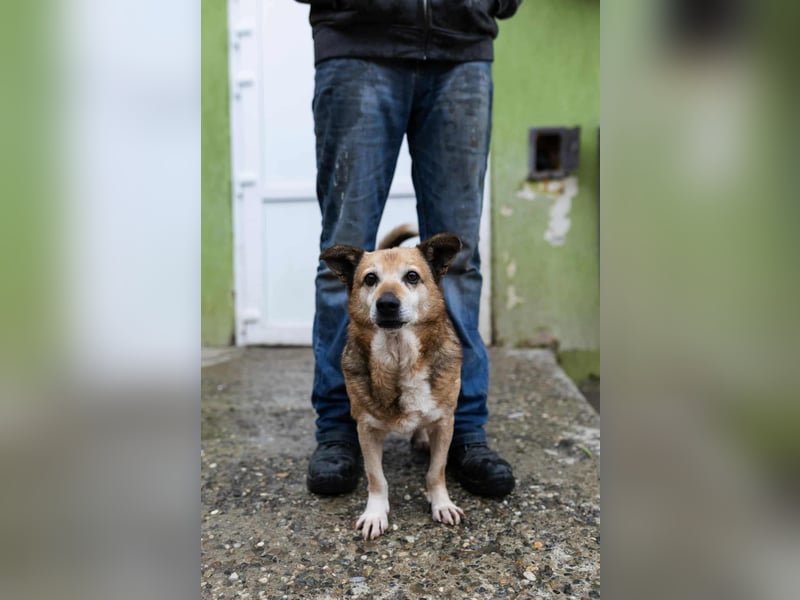 Otto - kleiner Charakterhund