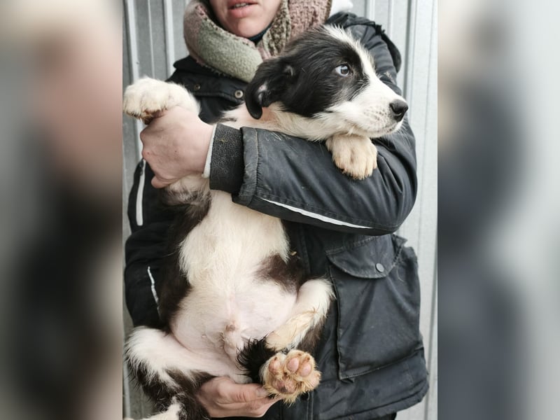 Buddy - sucht Nähe