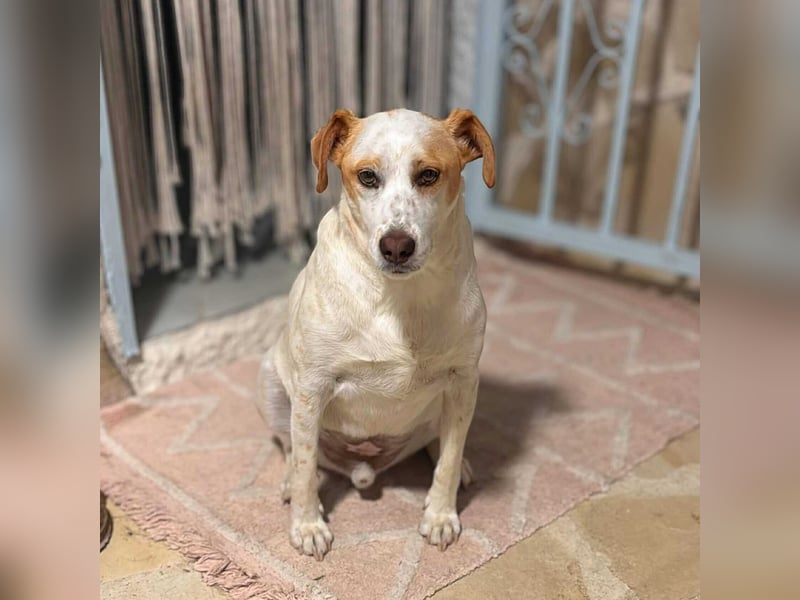 Levi - Little Mister Sunshine