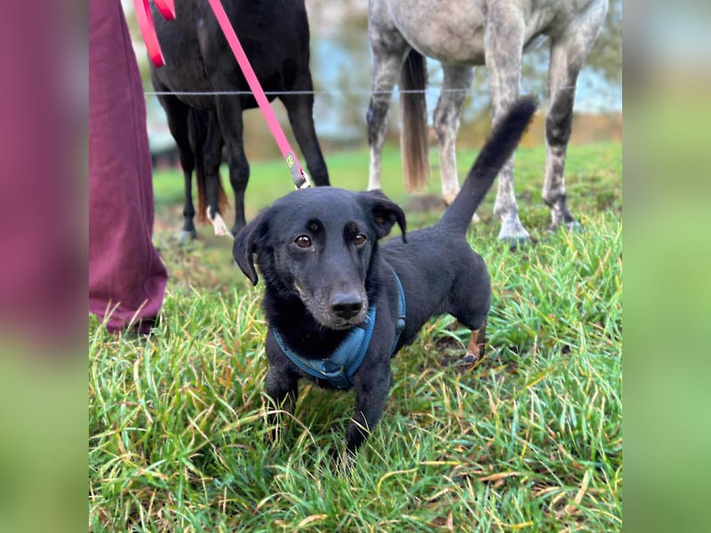 Tyson - umgänglicher Alltagsbegleiter Tyson - umgänglicher Alltagsbegleiter