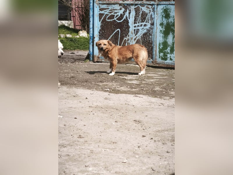 Zira - aus Mangalia