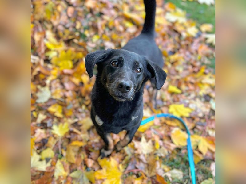 Tyson - umgänglicher Alltagsbegleiter Tyson - umgänglicher Alltagsbegleiter