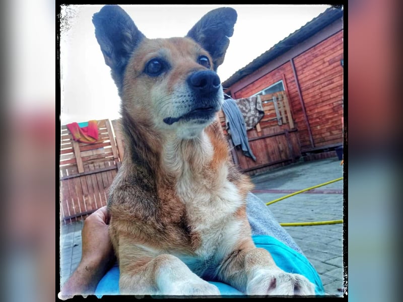 Otto - kleiner Charakterhund