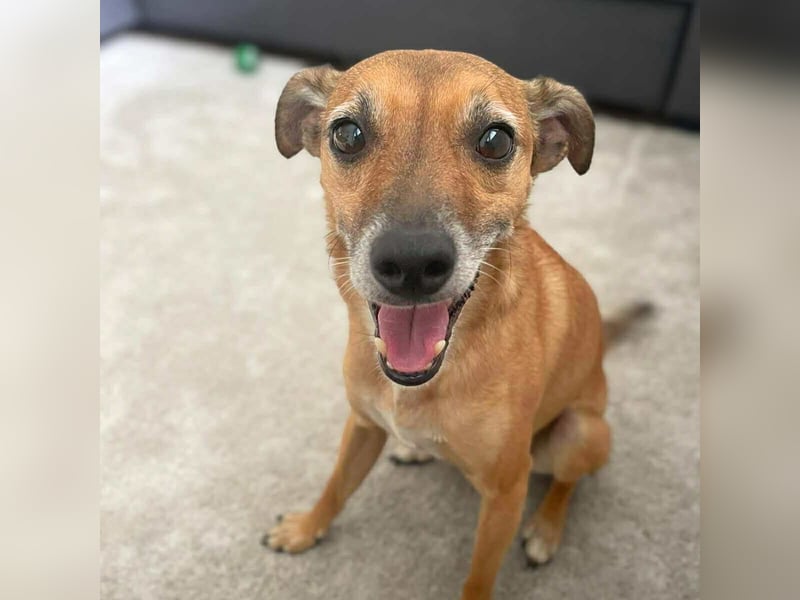 Bailey - aktiv und sensibel