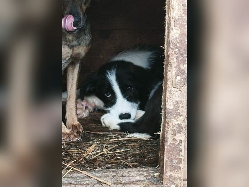 Buddy - sucht Nähe