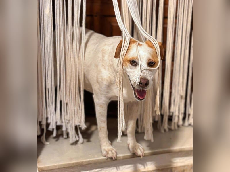 Levi - Little Mister Sunshine