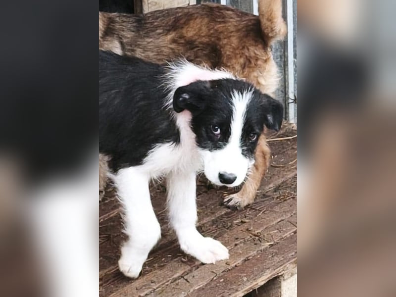 Buddy - sucht Nähe