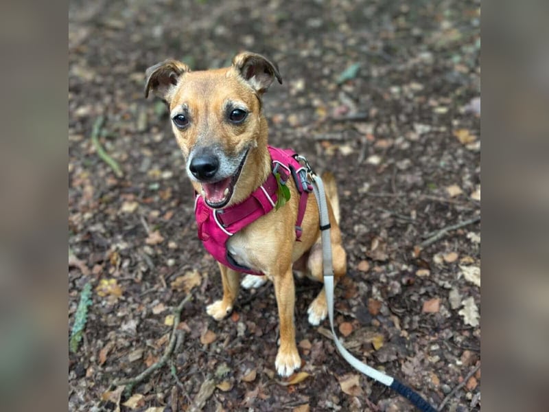 Bailey - aktiv und sensibel