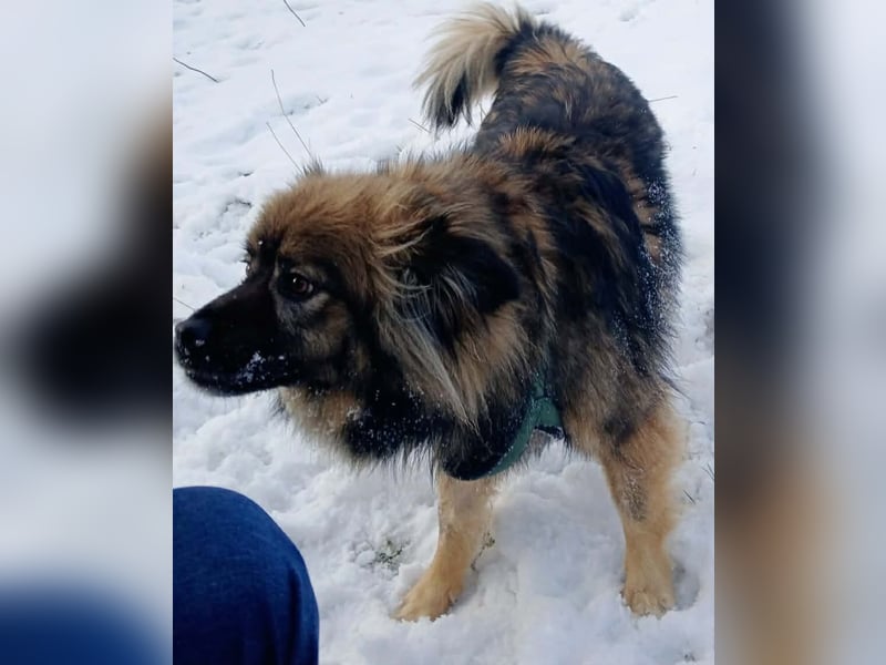 Bucky - ein liebenswerter Bub