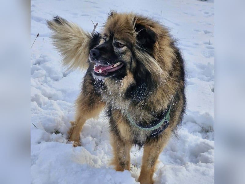 Bucky - ein liebenswerter Bub