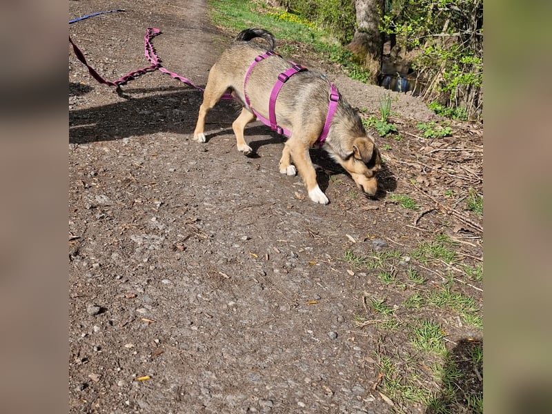 Mary - kleine Mary sucht großes Glück