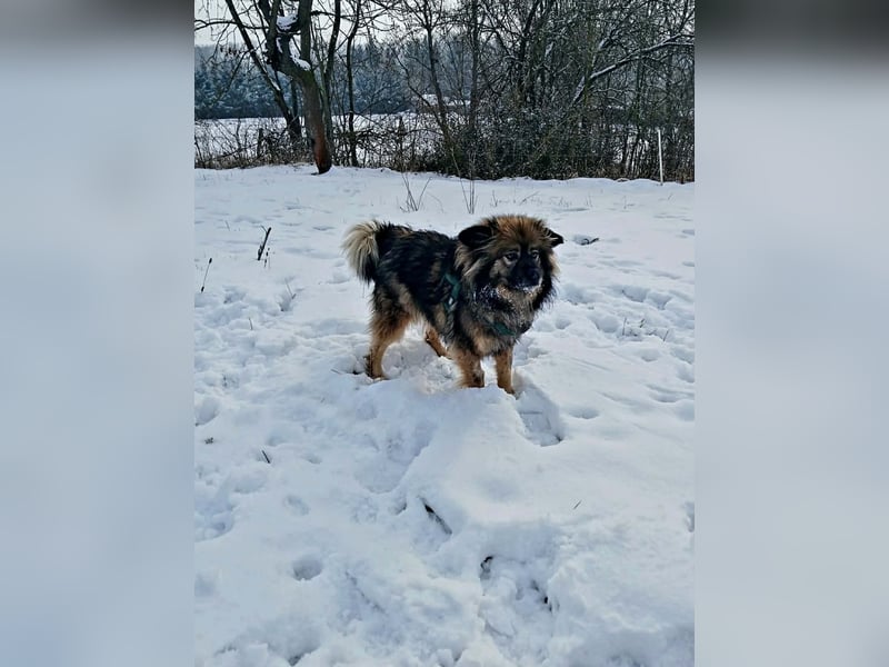 Bucky - ein liebenswerter Bub
