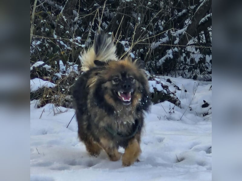 Bucky - ein liebenswerter Bub