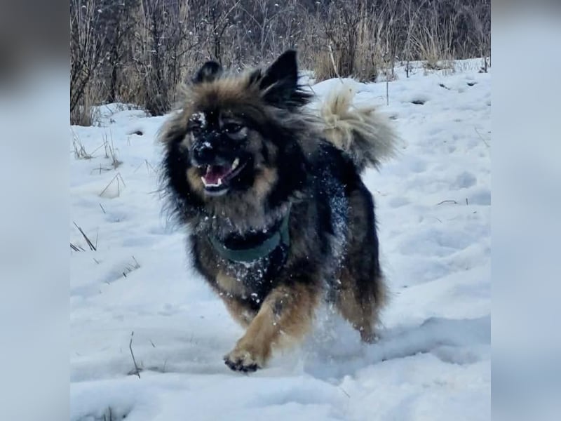 Bucky - ein liebenswerter Bub