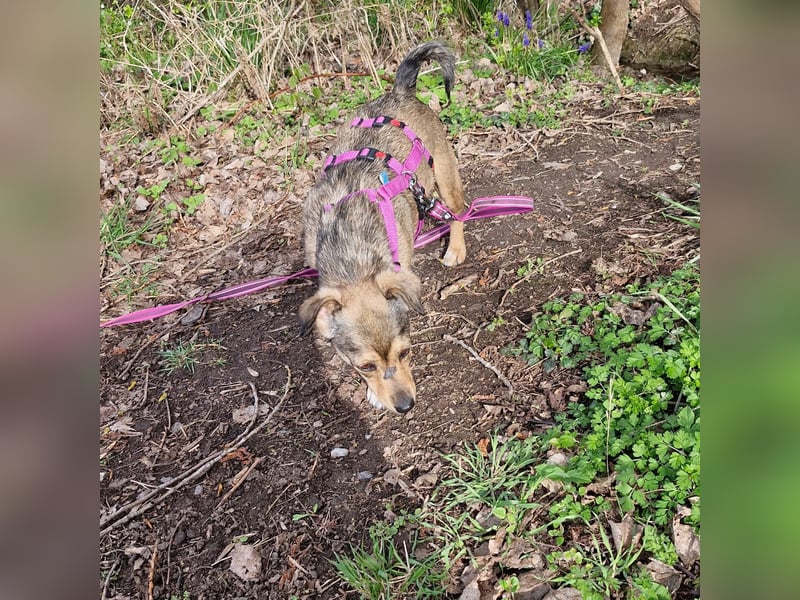 Mary - kleine Mary sucht großes Glück