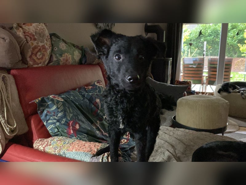 Yuna kroatischer Schäferhund Mischling Hündin sucht Zuhause für immer