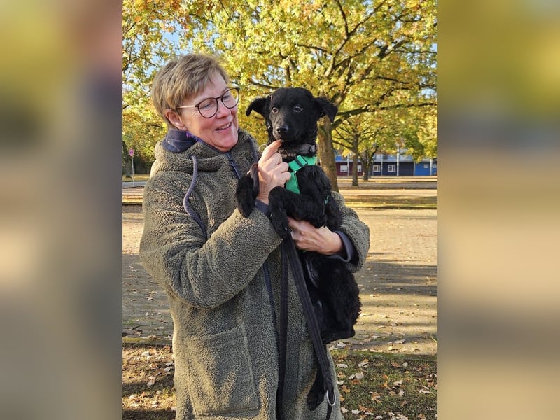 Yuna kroatischer Schäferhund Mischling Hündin sucht Zuhause für immer