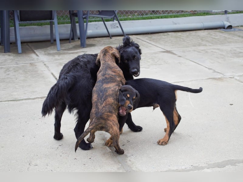 Leia kleine Hündin Mischling Junghund sucht Zuhause oder Pflegestelle