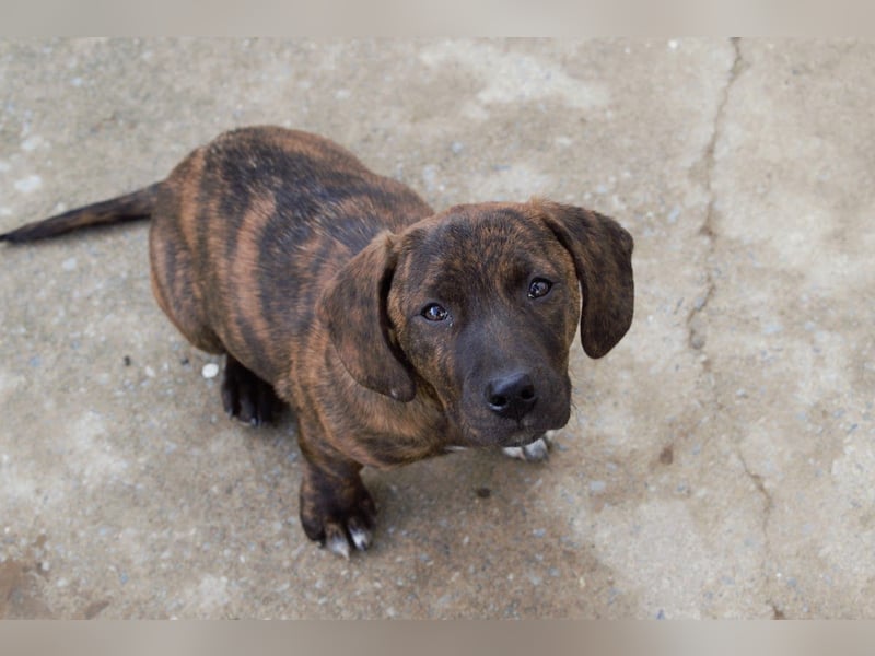 Leia kleine Hündin Mischling Junghund sucht Zuhause oder Pflegestelle