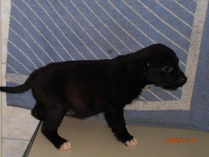 Ares Welpe Mischling Rüde Junghund sucht Zuhause oder Pflegestelle