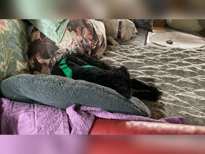 Yuna kroatischer Schäferhund Mischling Hündin sucht Zuhause für immer