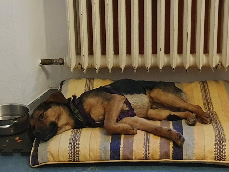 Ravi Traumhund Mischling Rüde Junghund sucht Zuhause für immer