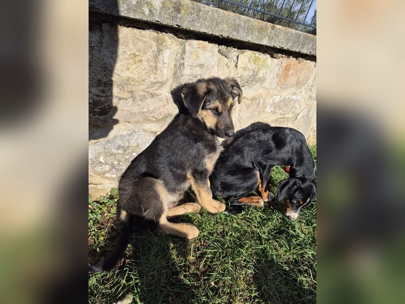 Stevie Welpe Schäferhund Mischling Rüde Junghund sucht Zuhause oder Pflegestelle